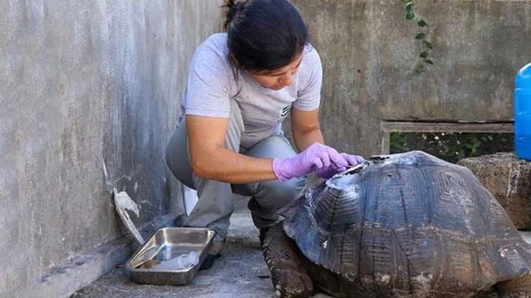 Βαρύ πρόστιμο σε οδηγό λεωφορείου επειδή πάτησε χελώνα είδους που απειλείται με εξαφάνιση